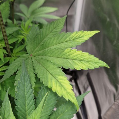 Crown Seeds Purple Haze - Lili growlog photo: Spitzen hoch