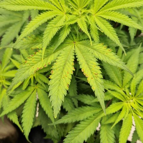 Amnesia Haze - Amy growlog timeline photo