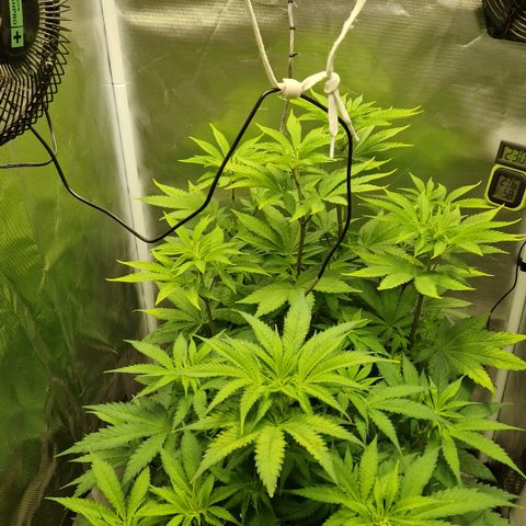 Crown Seeds Purple Haze - Lili growlog photo: Farb unterschied, Amy leicht blau