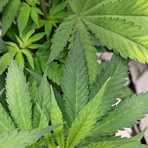 Crown Seeds Purple Haze - Lili growlog photo: Farb unterschied, Amy leicht blau