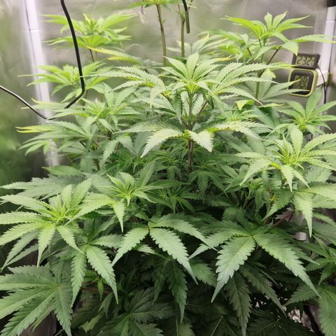 Crown Seeds Purple Haze - Lili growlog timeline photo