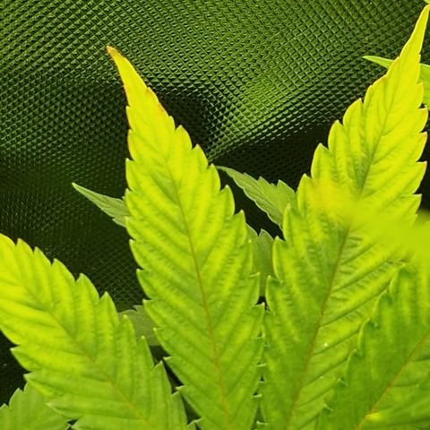Crown Seeds Purple Haze - Lili growlog timeline photo