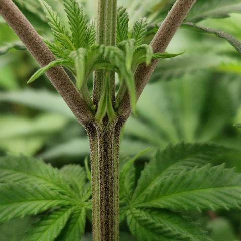 Crown Seeds Purple Haze - Lili growlog timeline photo