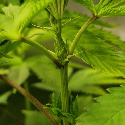 Crown Seeds Purple Haze - Lili growlog timeline photo