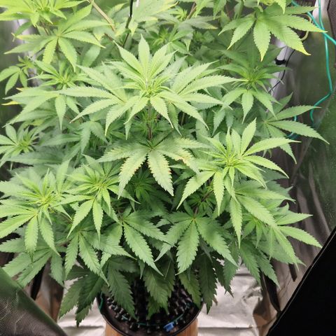 Amnesia Haze - Amy growlog timeline photo