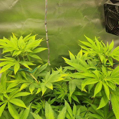 Crown Seeds Purple Haze - Lili growlog timeline photo