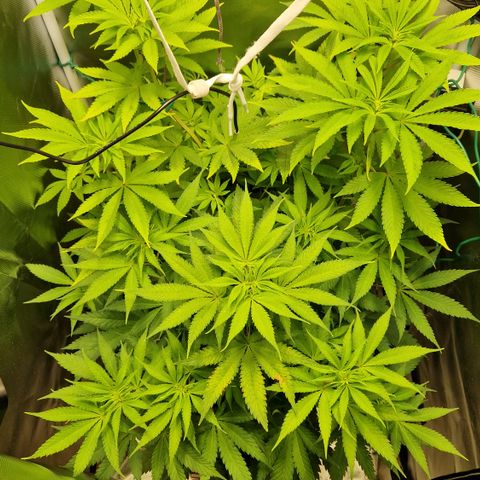 Crown Seeds Purple Haze - Lili growlog timeline photo