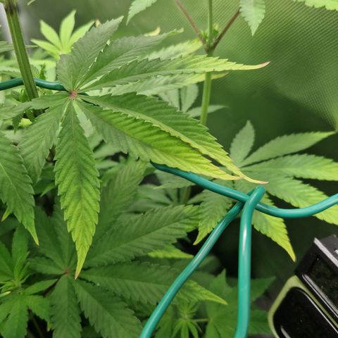 Crown Seeds Purple Haze - Lili growlog timeline photo