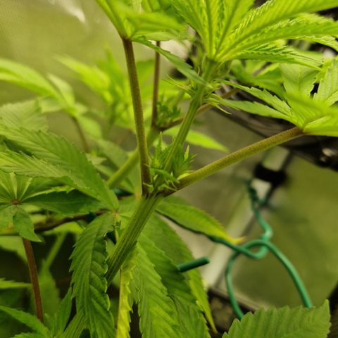 Crown Seeds Purple Haze - Lili growlog timeline photo