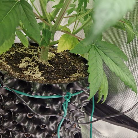 Crown Seeds Purple Haze - Lili growlog timeline photo