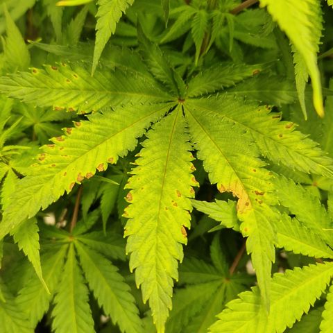Amnesia Haze - Amy growlog timeline photo