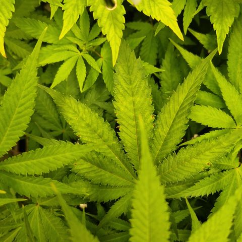 Amnesia Haze - Amy growlog timeline photo