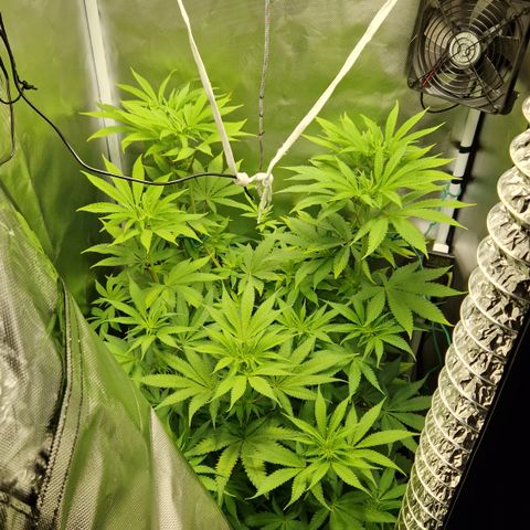Crown Seeds Purple Haze - Lili growlog timeline photo