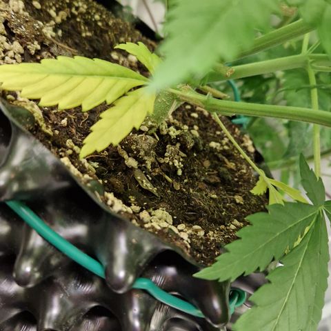 Crown Seeds Purple Haze - Lili growlog timeline photo