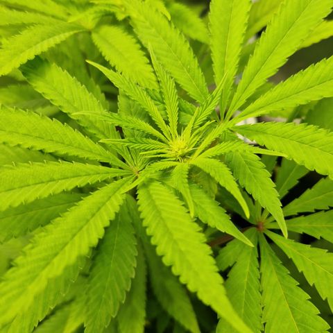 Crown Seeds Purple Haze - Lili growlog timeline photo