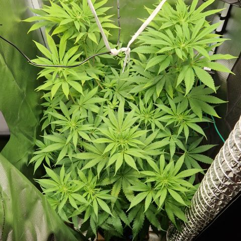 Crown Seeds Purple Haze - Lili growlog timeline photo