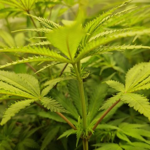 Amnesia Haze - Amy growlog timeline photo