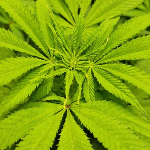 Amnesia Haze - Amy growlog timeline photo