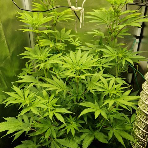 Crown Seeds Purple Haze - Lili growlog timeline photo