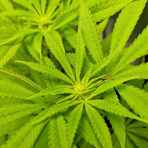 Crown Seeds Purple Haze - Lili growlog timeline photo