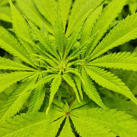 Amnesia Haze - Amy growlog timeline photo