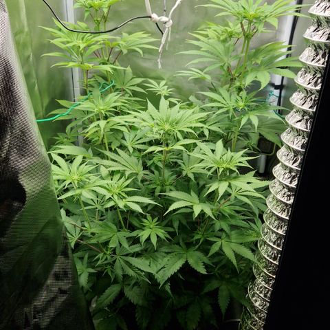 Crown Seeds Purple Haze - Lili growlog timeline photo