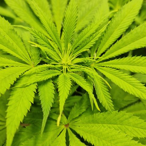 Crown Seeds Purple Haze - Lili growlog timeline photo
