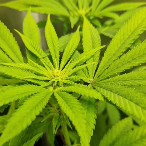 Amnesia Haze - Amy growlog timeline photo
