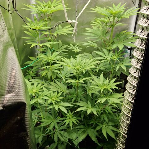 Crown Seeds Purple Haze - Lili growlog timeline photo