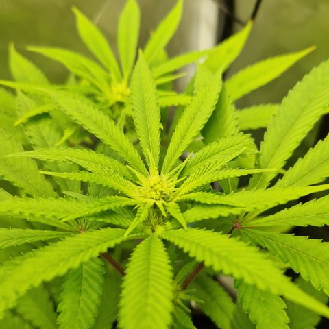 Crown Seeds Purple Haze - Lili growlog timeline photo