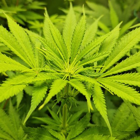 Amnesia Haze - Amy growlog timeline photo