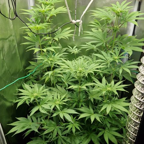 Crown Seeds Purple Haze - Lili growlog timeline photo