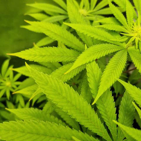 Crown Seeds Purple Haze - Lili growlog timeline photo