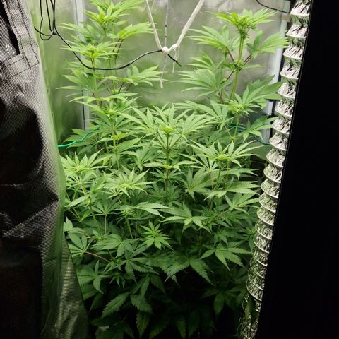 Crown Seeds Purple Haze - Lili growlog timeline photo