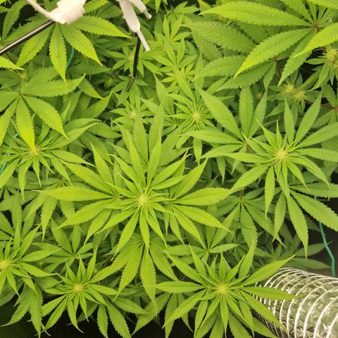 Crown Seeds Purple Haze - Lili growlog timeline photo