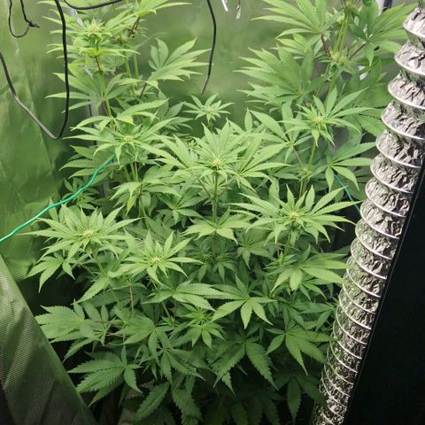 Crown Seeds Purple Haze - Lili growlog timeline photo