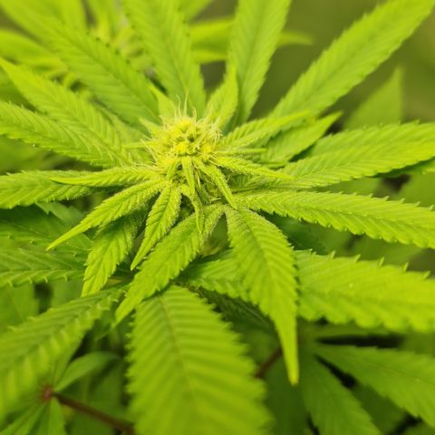 Crown Seeds Purple Haze - Lili growlog timeline photo