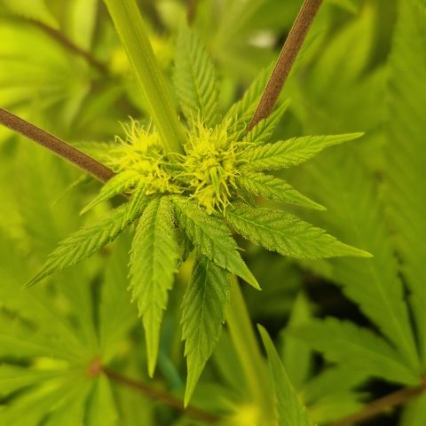 Crown Seeds Purple Haze - Lili growlog timeline photo