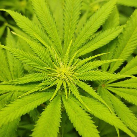 Amnesia Haze - Amy growlog timeline photo