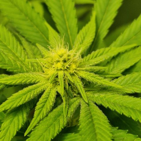 Crown Seeds Purple Haze - Lili growlog timeline photo
