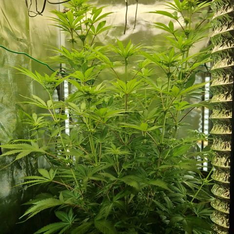 Crown Seeds Purple Haze - Lili growlog timeline photo
