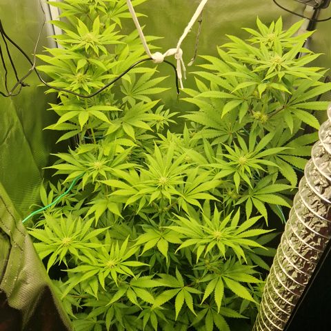 Crown Seeds Purple Haze - Lili growlog timeline photo