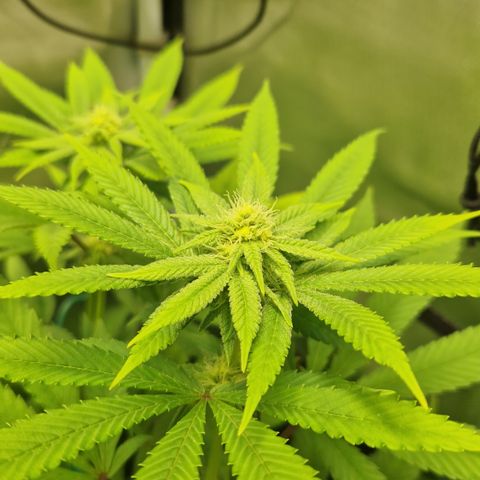 Crown Seeds Purple Haze - Lili growlog timeline photo