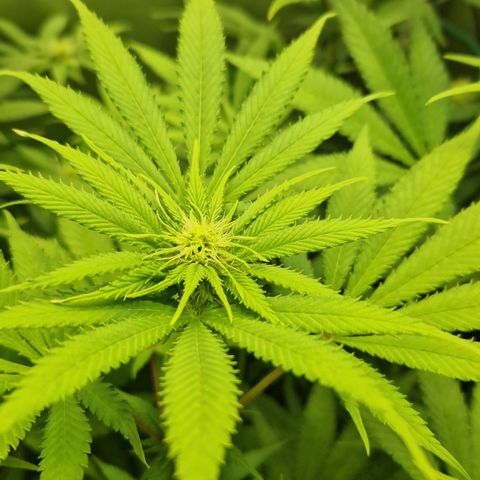 Amnesia Haze - Amy growlog timeline photo