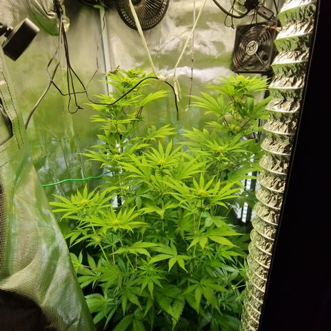 Crown Seeds Purple Haze - Lili growlog timeline photo