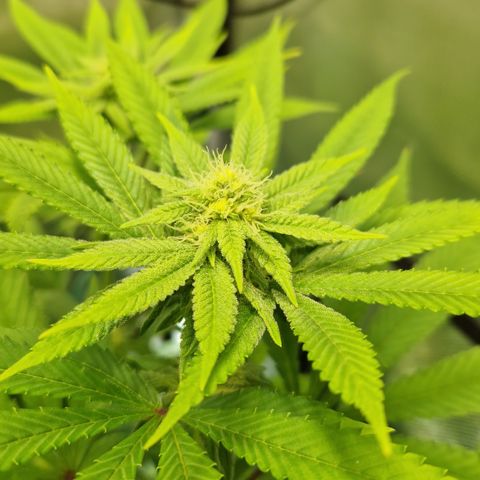 Crown Seeds Purple Haze - Lili growlog timeline photo
