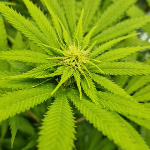 Amnesia Haze - Amy growlog timeline photo