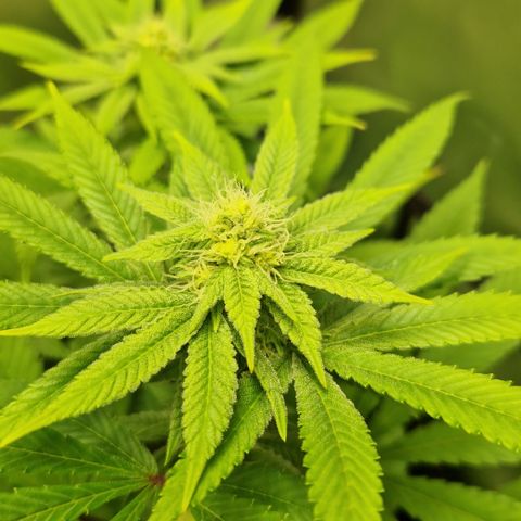 Crown Seeds Purple Haze - Lili growlog timeline photo