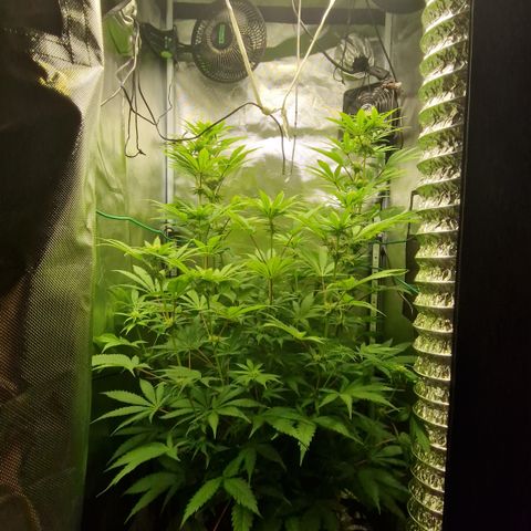 Crown Seeds Purple Haze - Lili growlog timeline photo