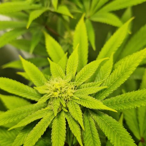 Crown Seeds Purple Haze - Lili growlog timeline photo